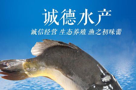 裸斑鱼干净吗