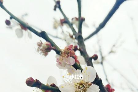 春透寒梅什么意思