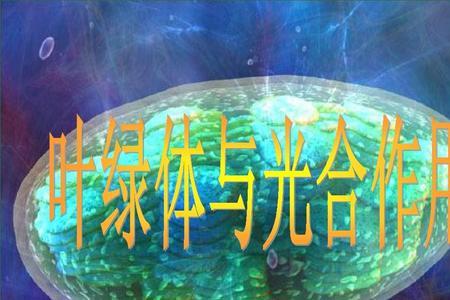 叶绿体是光合作用的唯一场所