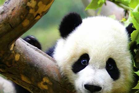 为什么大熊猫是国宝