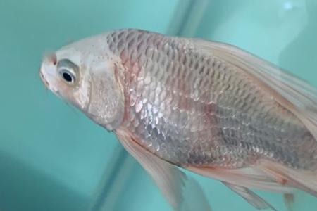 蝴蝶鲤升温后趴缸