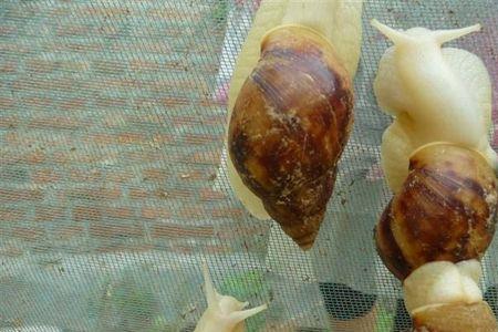 蜗牛鱼怎么养