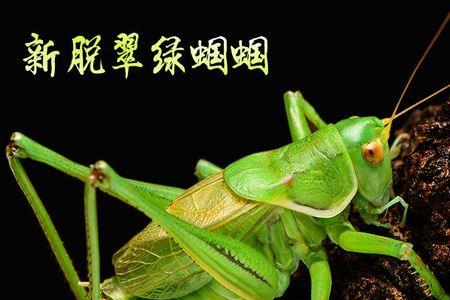蝈蝈公的叫还是母的叫