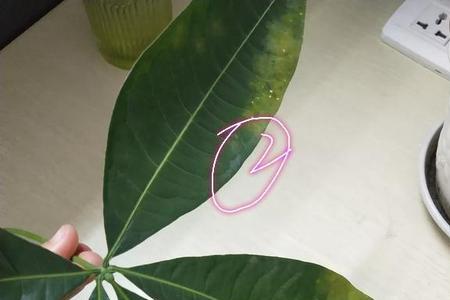发财树叶子发黑掉落是什么原因