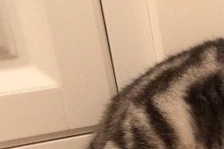 狸花猫记仇能记多久