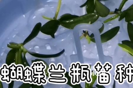 瓶苗蝴蝶兰收到后怎么处理