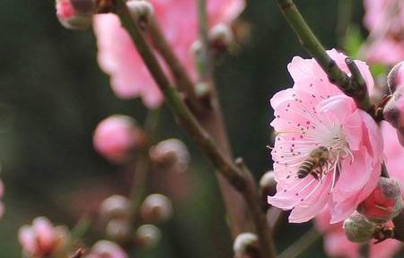桃花什么时间开最好