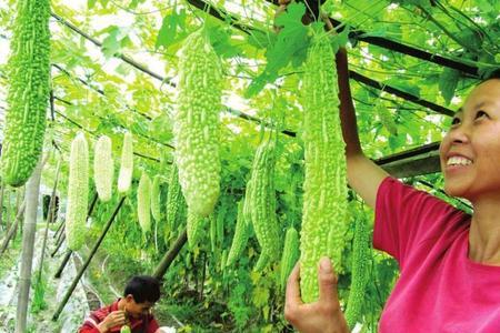 全国哪个地方的苦瓜产量大