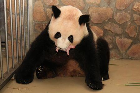 熊猫的嘴用什么比喻