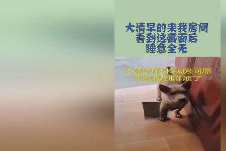 睡意全无的意思是什么