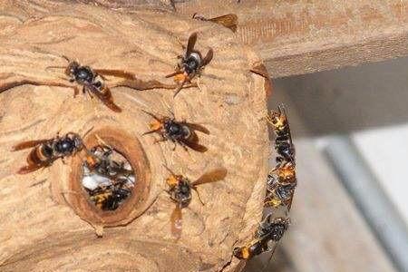 开春几月去捕捉野外胡蜂蜂王