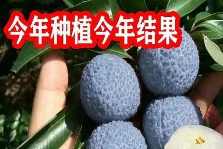 蓝皮什么意思
