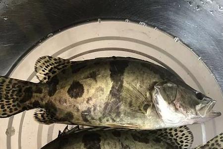 野生桂鱼养得活吗