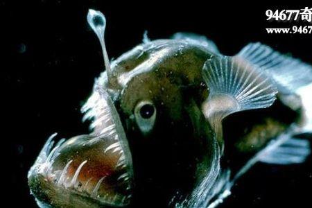 深海里最贵的生物