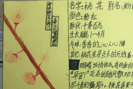 勤奋的小蜜蜂之星是什么意思
