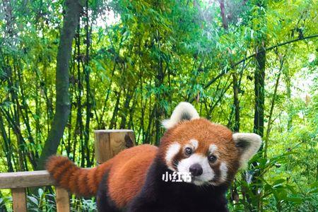 小熊猫的食量有多少