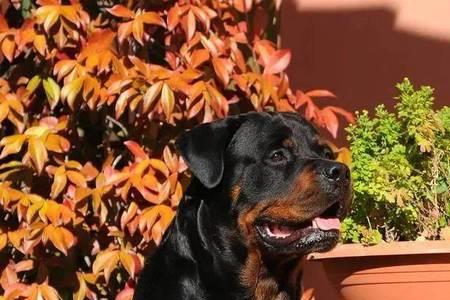 罗威纳幼犬前边几个牙齿