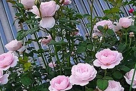 三伏天的花语