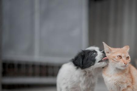 两只刚认识的猫呜呜叫什么意思