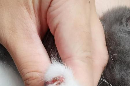 猫爪子开裂是因为什么
