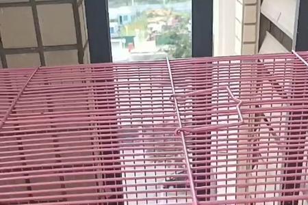 柯尔鸭好养吗