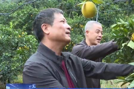 农保地能种果树吗