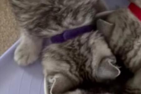 f1猫什么意思