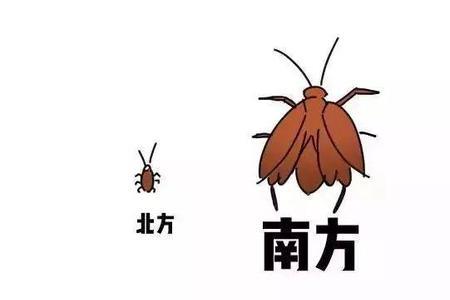 人和蟑螂的基因相似度多少