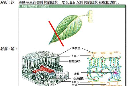 植物叶片浸润性是什么意思