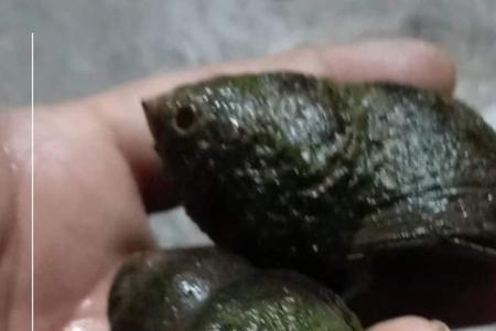可不可以用福寿螺来喂龟