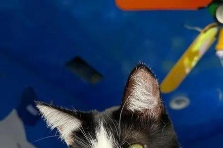 猫子的胡子没了还能长出来么