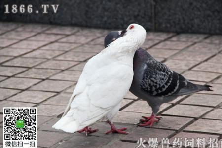 怎么与鸽子拉近好感