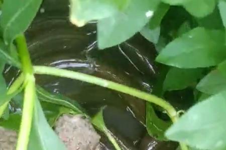 黄鳝如何养殖到一斤重