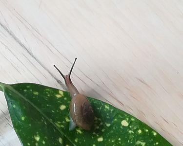 蜗牛是谁的妈妈