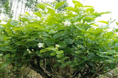 茉莉树最大能长多大