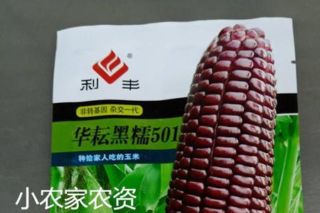 40克玉米种子有多少