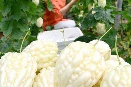 籽瓜最迟能种到几月几号