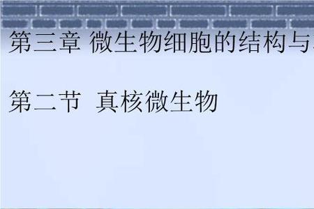 是否动物都是真核生物