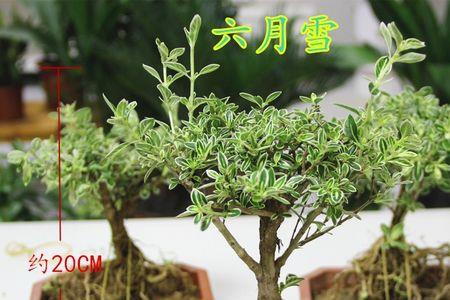 金边六月雪适合哪种花盆
