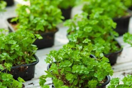 香菜阳历7月份种抽不抽苔