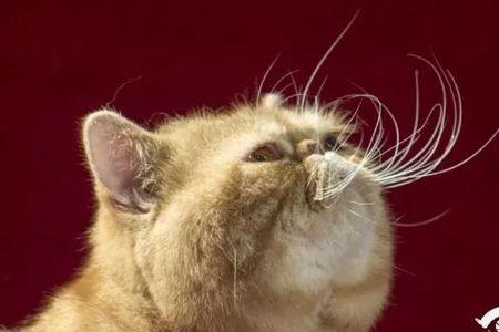 猫咪胡子变黄是为什么