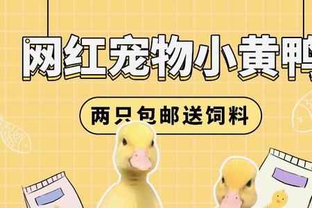 宠物小黄鸭适合住什么窝