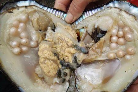 珍珠蚌的形成过程