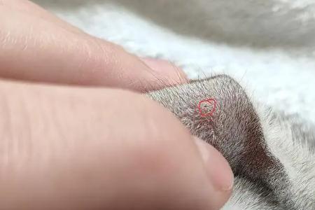 为什么雨后容易发现跳蚤