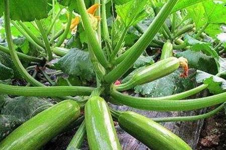 四川秋季种植什么蔬菜