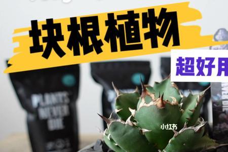 植物铺面石变黄了怎么办
