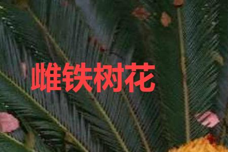 铁树蛋的正确栽法