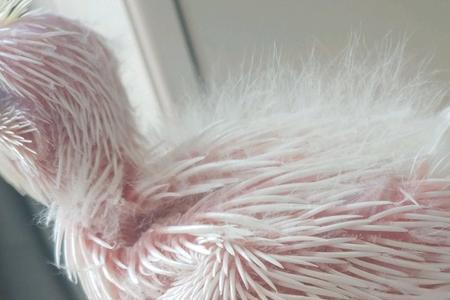 手养玄凤前三天温度
