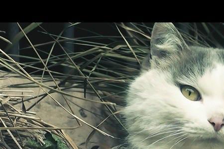 一只猫变成美女的电影有哪些