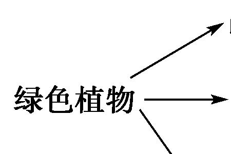 食物链最完整的部分